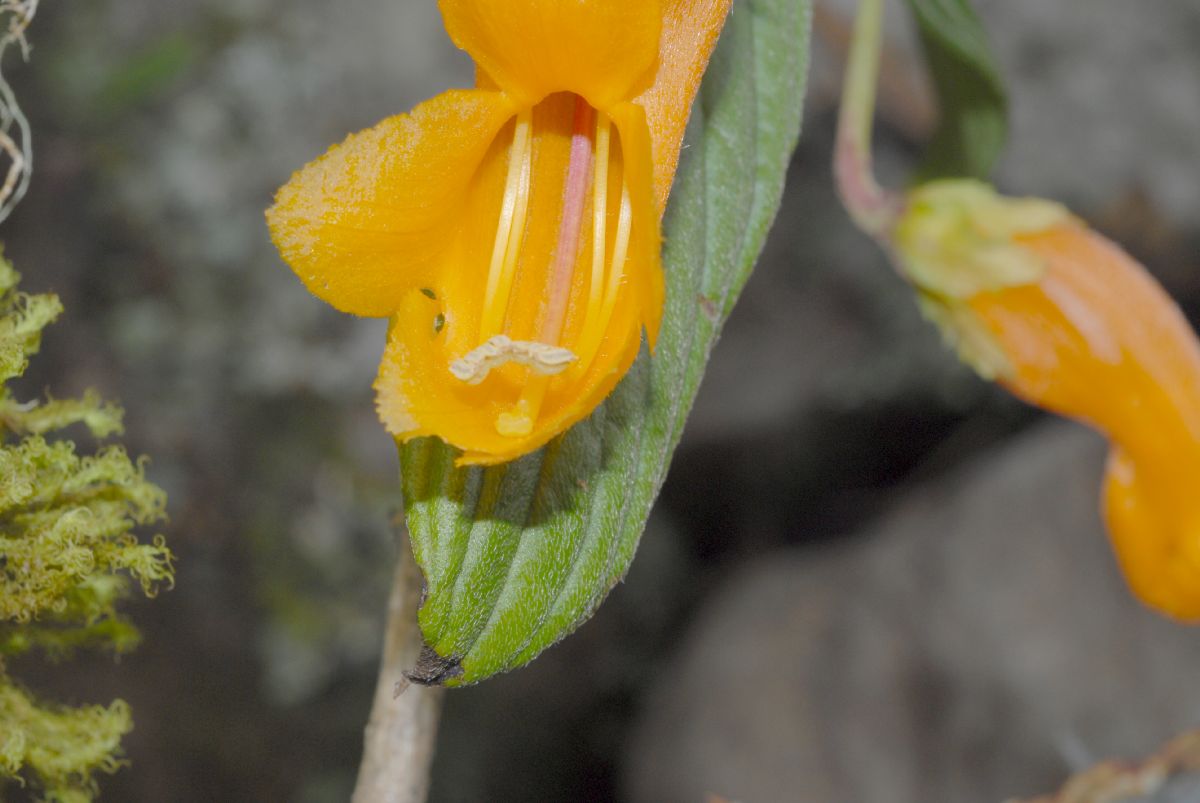 Gesneriaceae Columnea strigosa