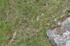 image of Cuphea racemosa