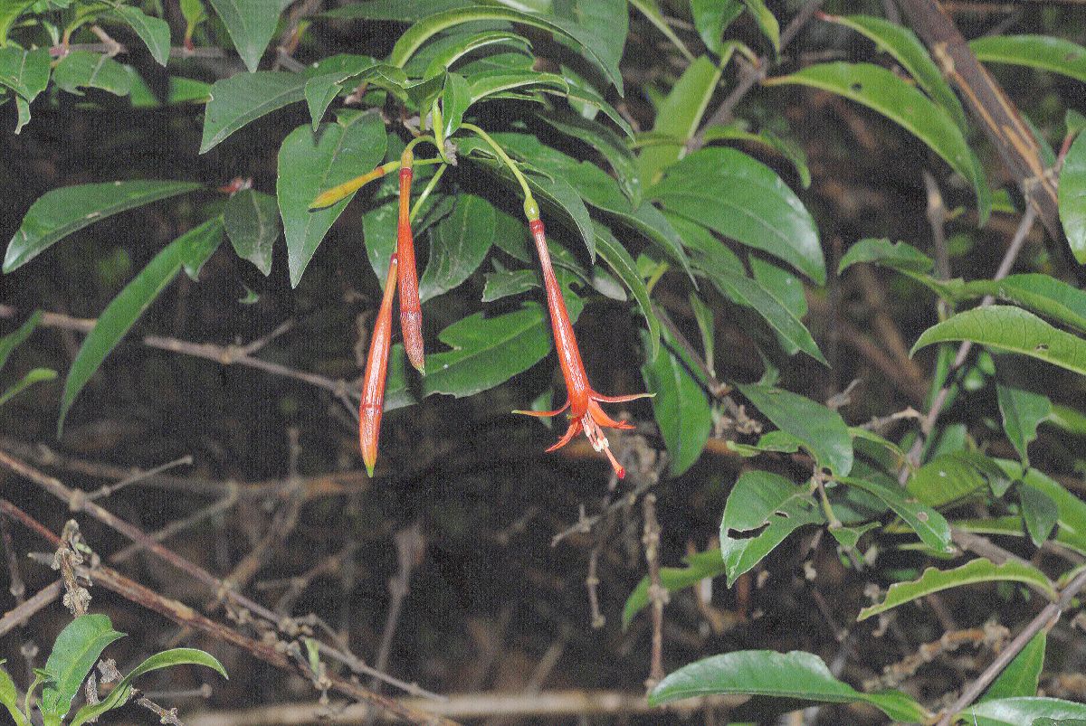 Onagraceae Fuchsia venusta