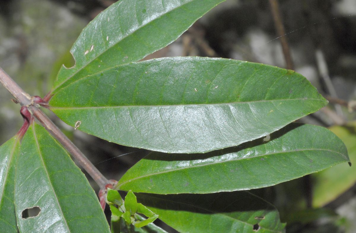 Onagraceae Fuchsia venusta