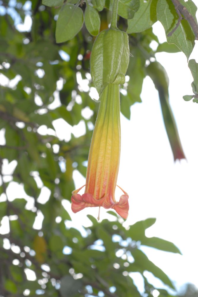 Solanaceae Brugsmansia sanguinea
