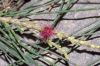 image of Casuarina equisetifolia