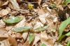 image of Erythronium americanum