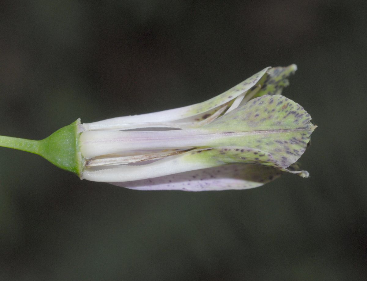 Alstroemeriaceae Bomarea 