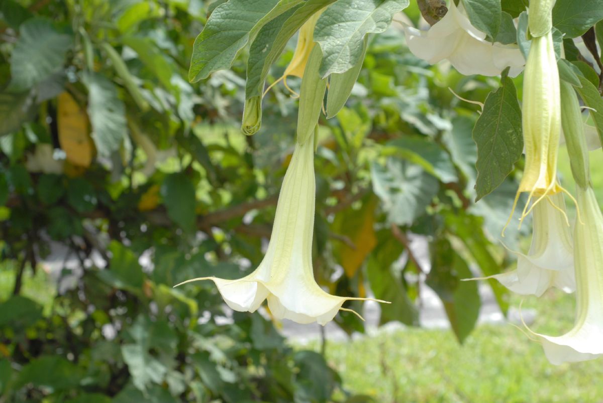 Solanaceae Brugsmansia versicolor