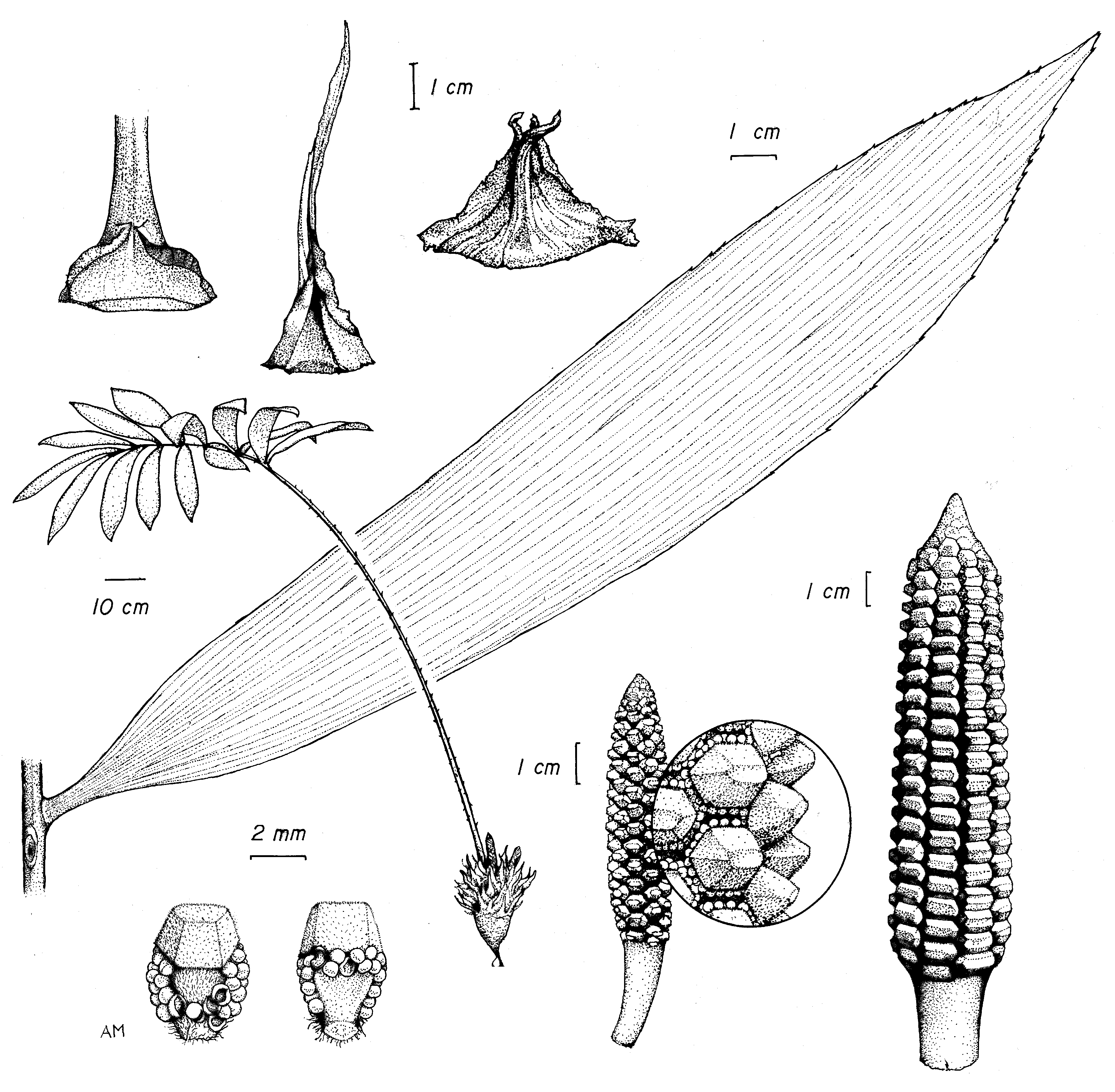 Zamiaceae Zamia cunaria