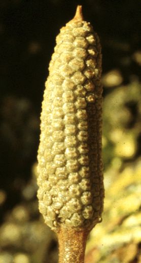 Zamiaceae Zamia cunaria