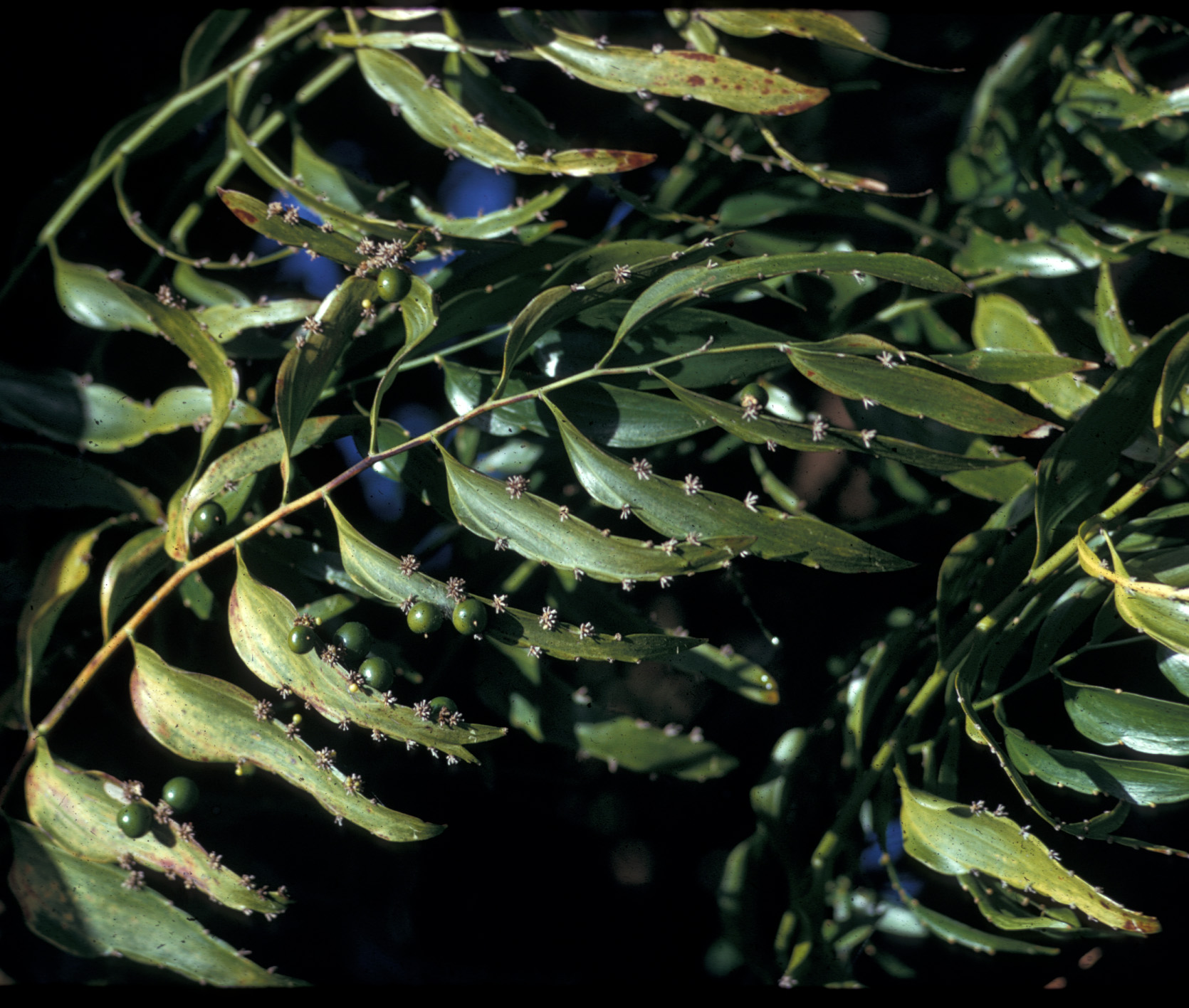 Asparagaceae Semele androgyna