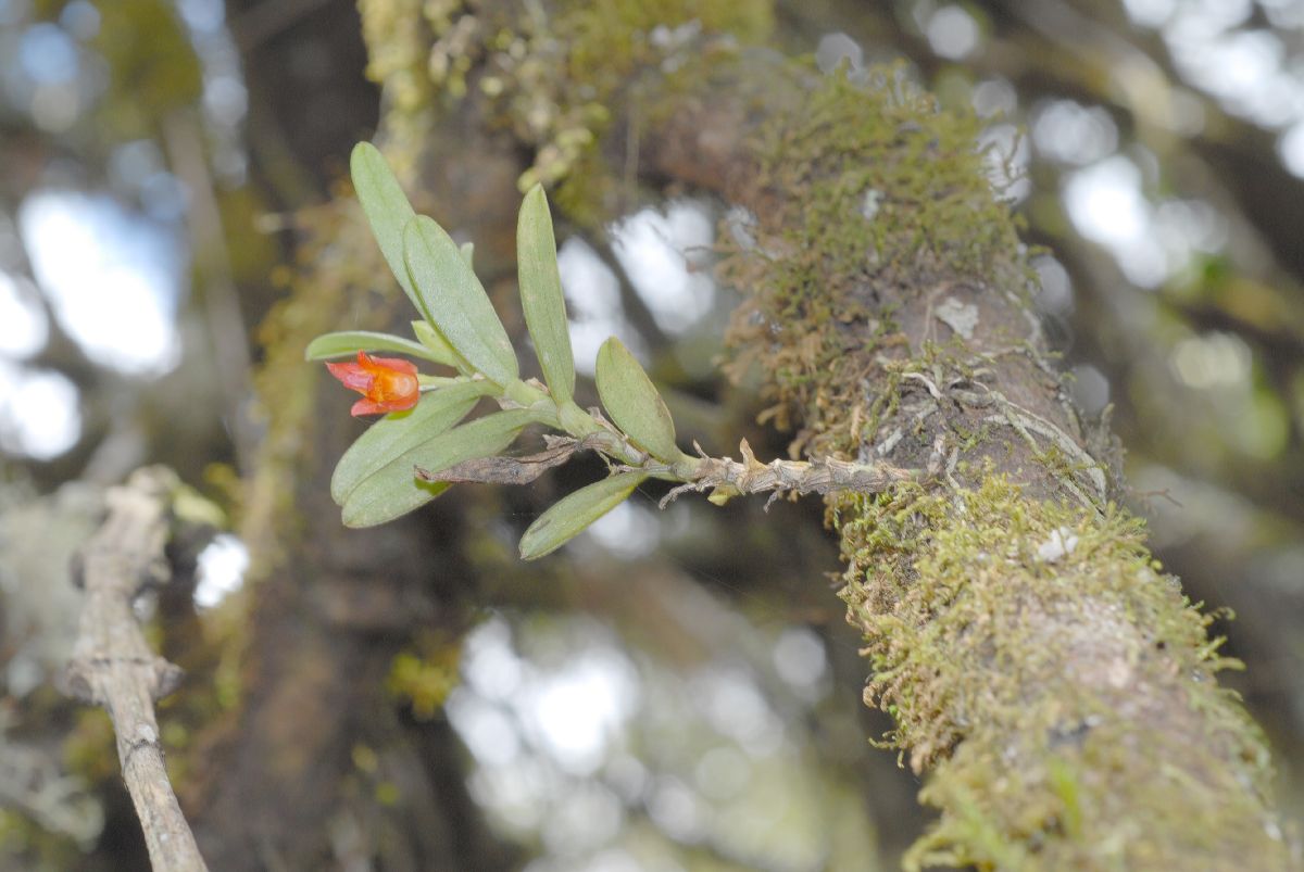 Orchidaceae Fernandezia lanceolata