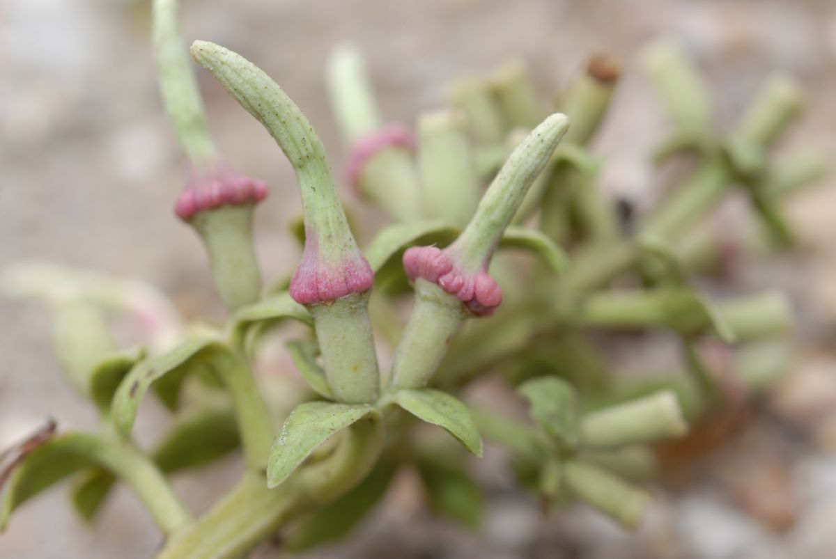 Loranthaceae Gaiadendron punctatum