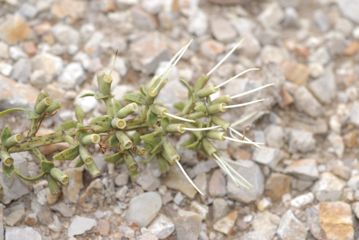 Loranthaceae Gaiadendron punctatum
