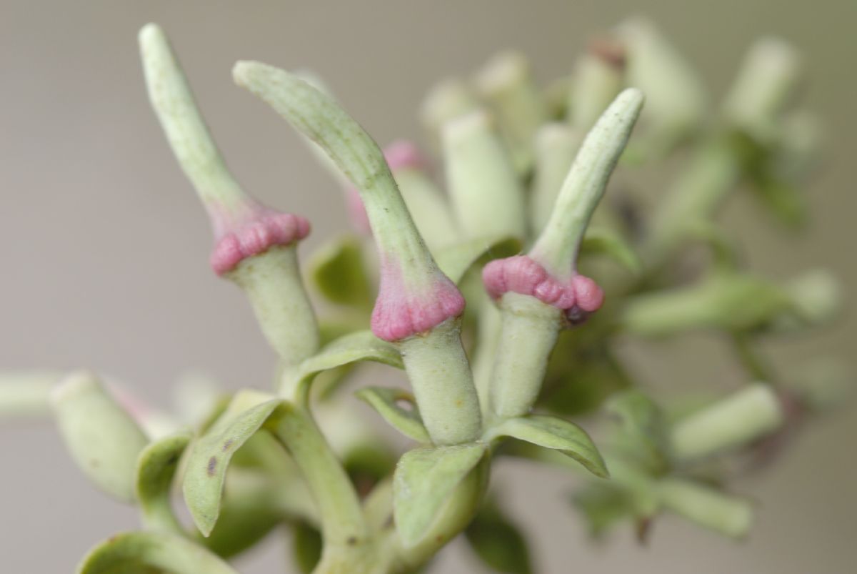 Loranthaceae Gaiadendron punctatum