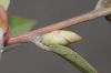image of Cavendishia bracteata