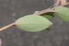 image of Cavendishia bracteata