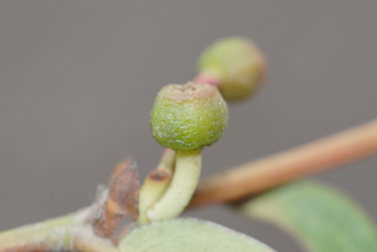 Ericaceae Cavendishia bracteata