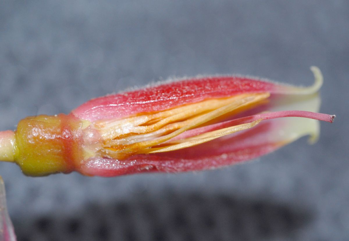 Ericaceae Cavendishia bracteata
