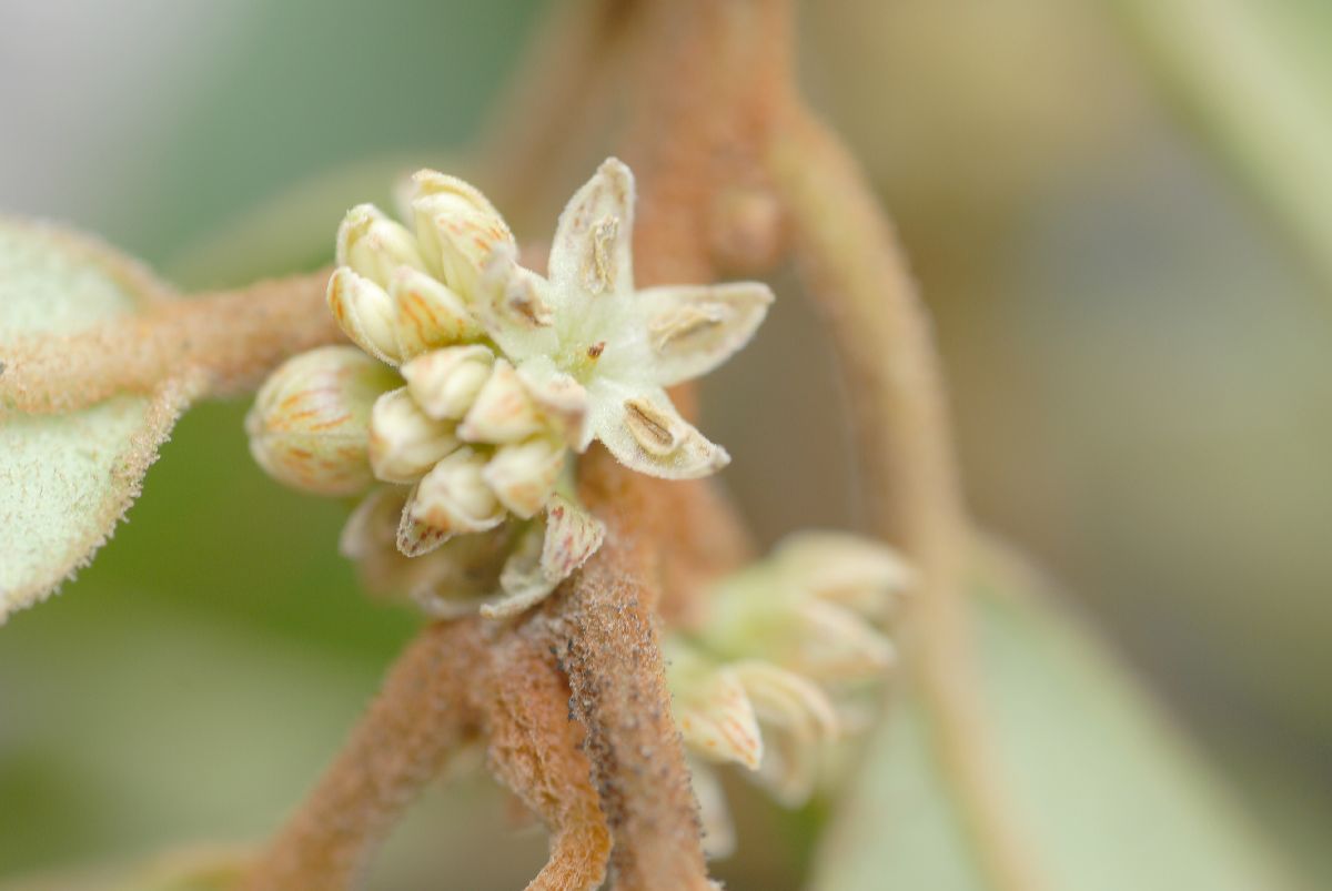 Primulaceae Myrsine 