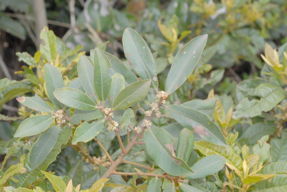Primulaceae Myrsine 