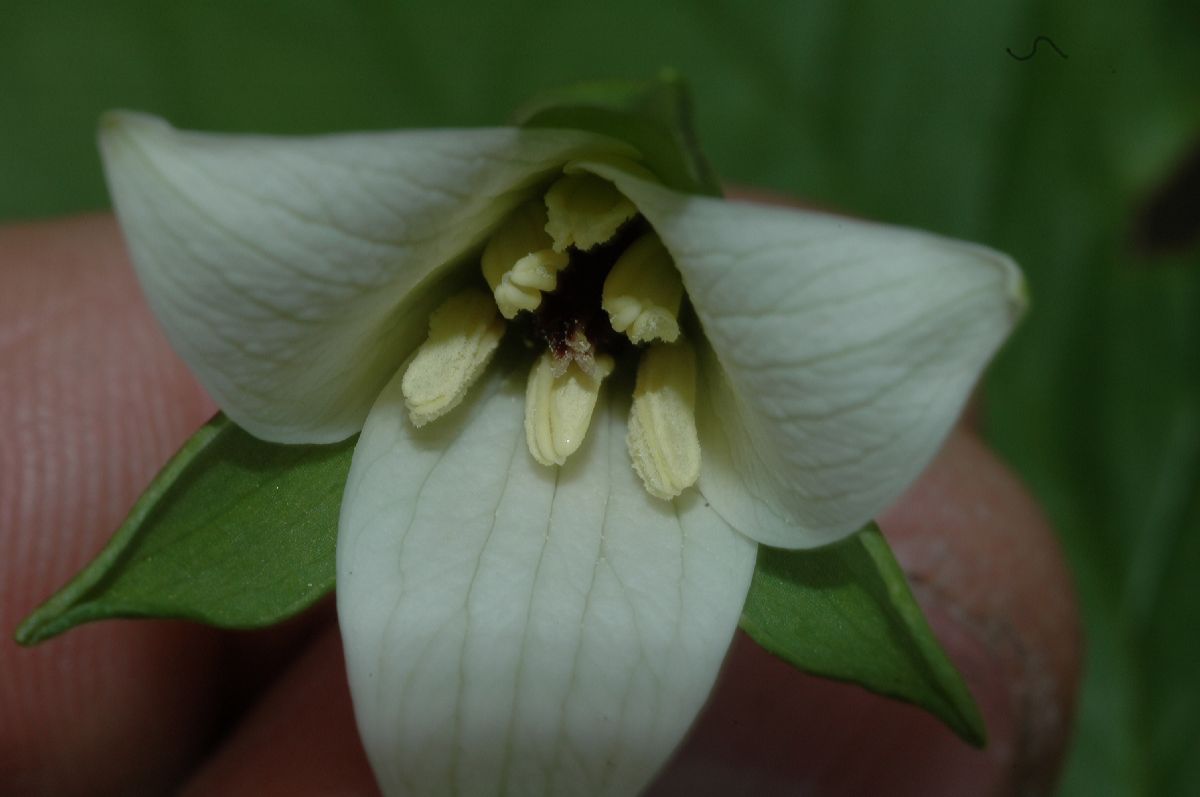 Melanthiaceae Trillium cernuum