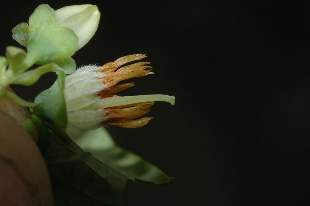 Ericaceae Vaccinium lamarckii