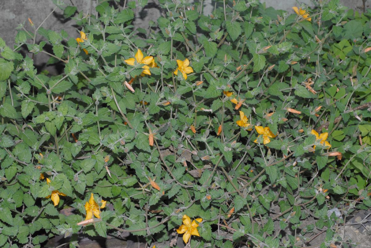 Loasaceae Mentzelia scabra
