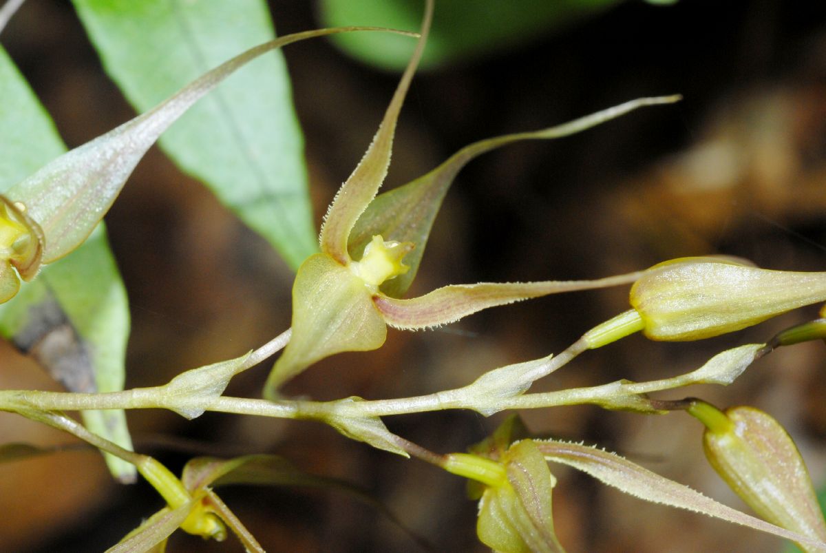 Orchidaceae Pleurothallis 