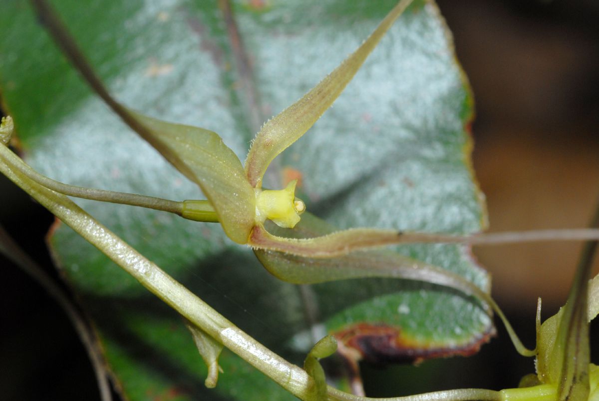 Orchidaceae Pleurothallis 