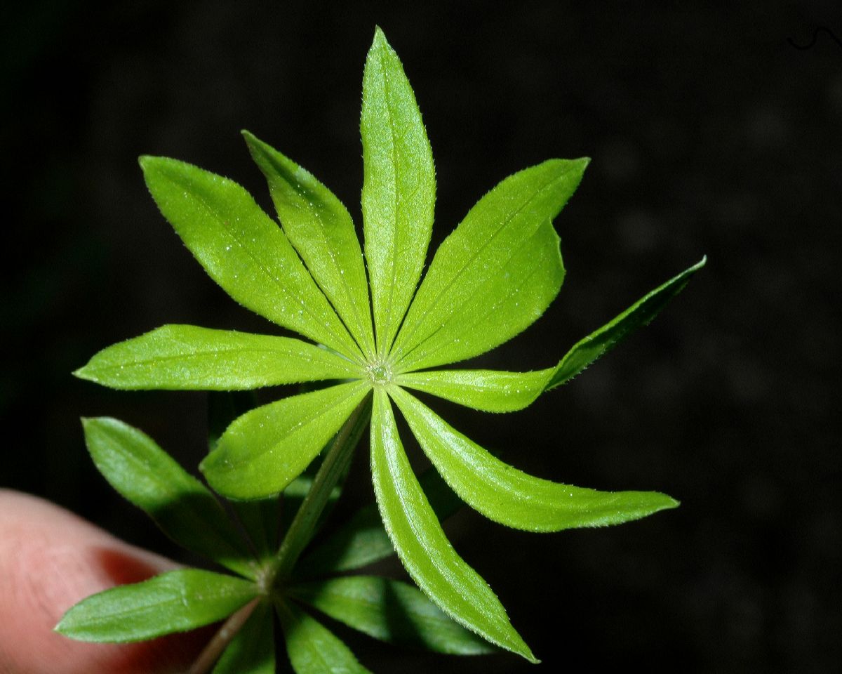 Rubiaceae Galium odoratum