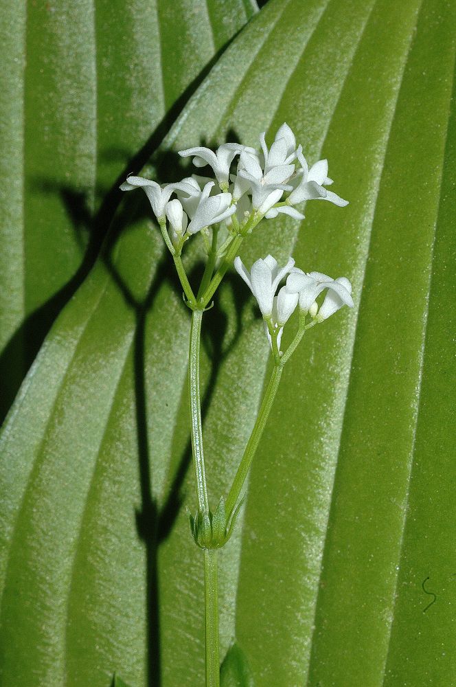 Rubiaceae Galium odoratum
