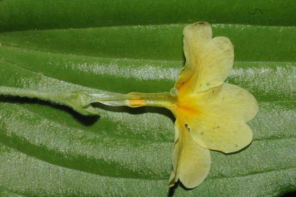 Primulaceae Primula veris