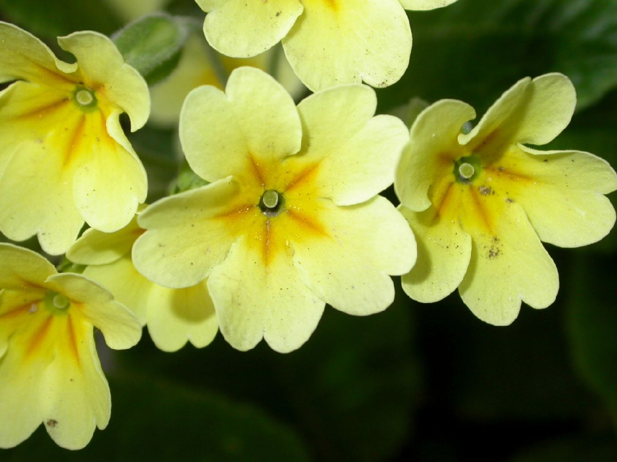 Primulaceae Primula veris