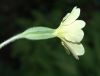 image of Primula veris
