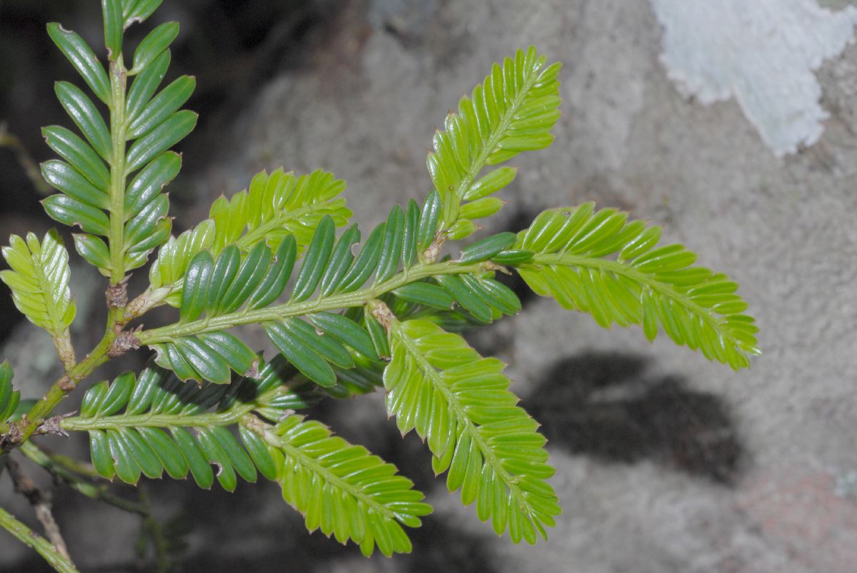 Podocarpaceae Prumnopitys montana