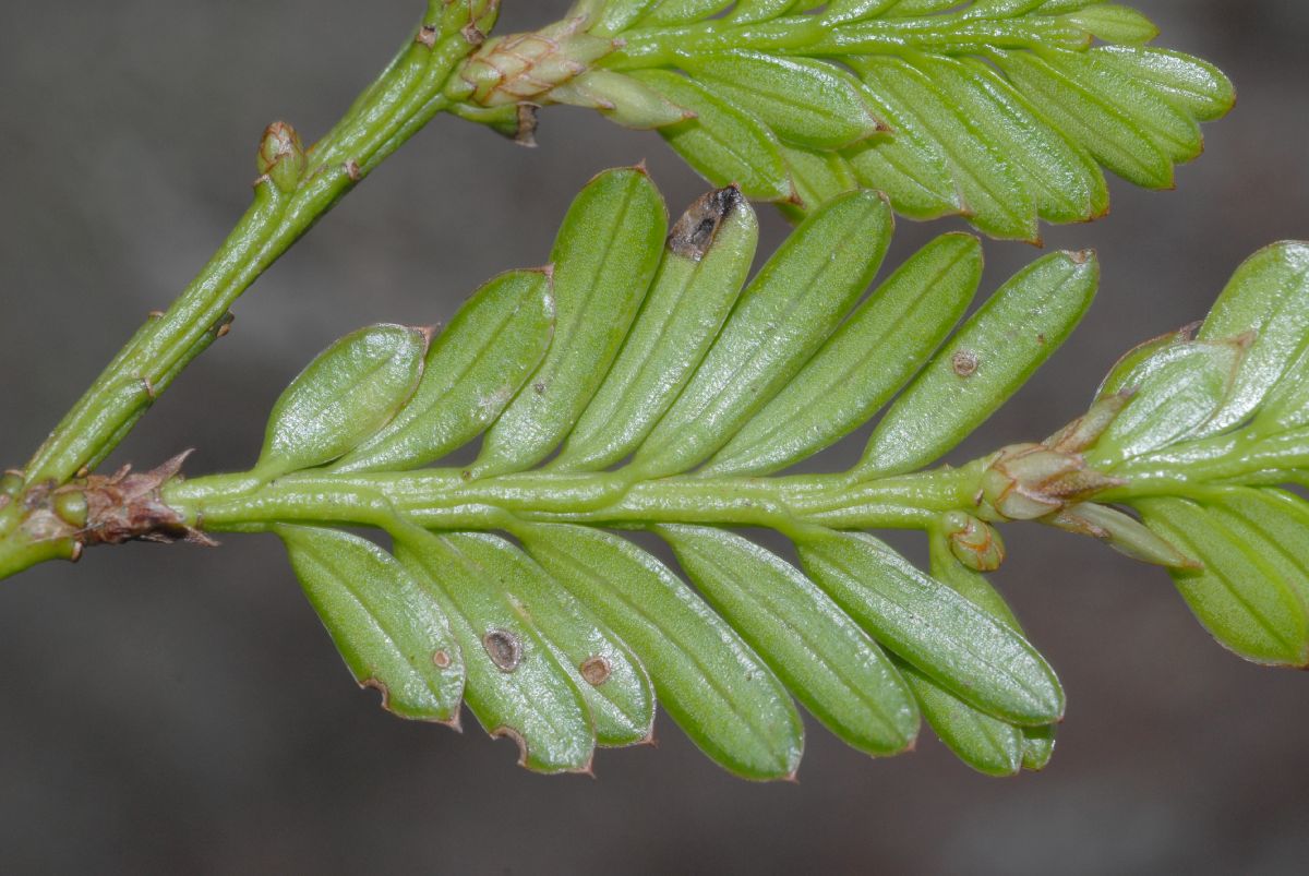 Podocarpaceae Prumnopitys montana