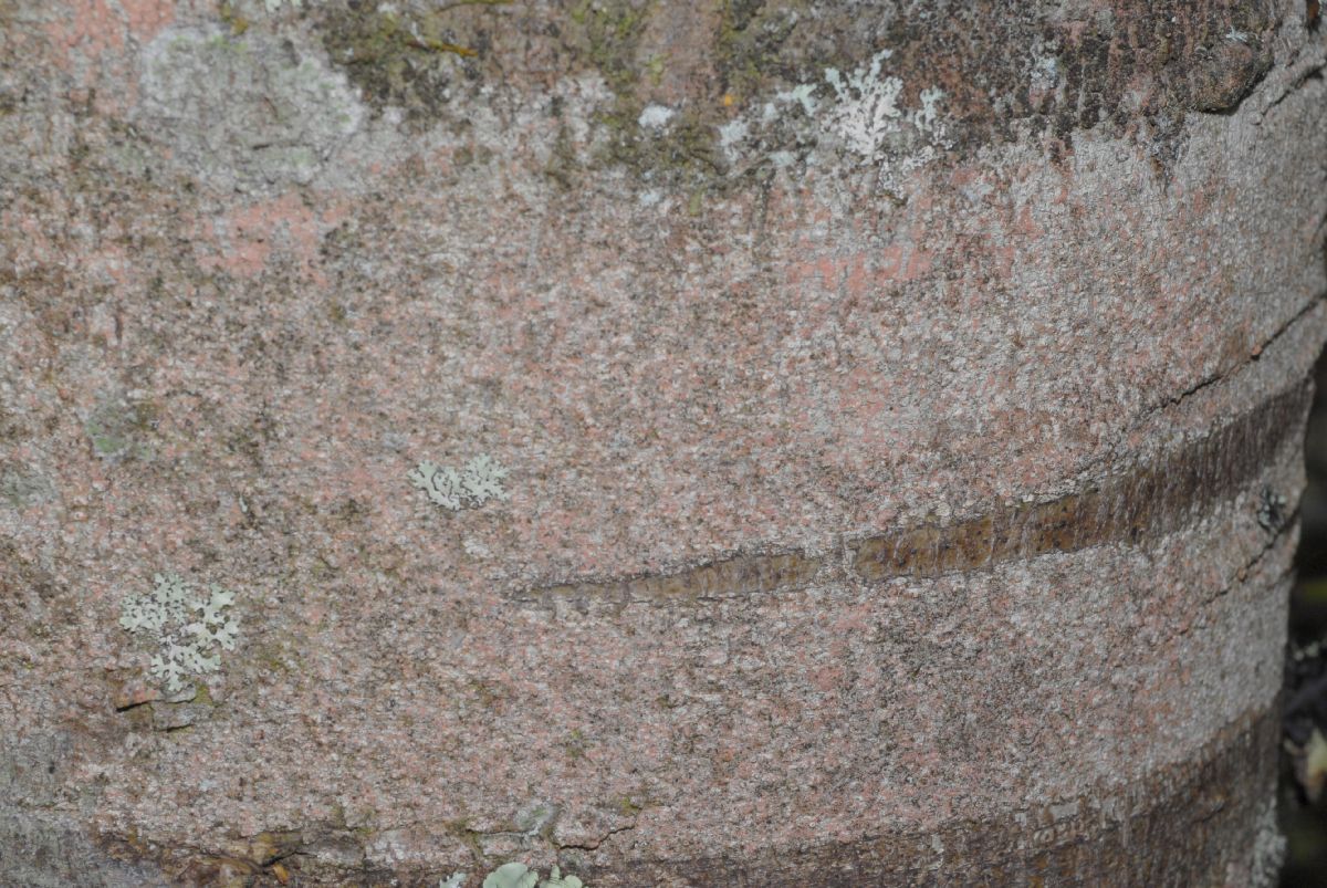 Podocarpaceae Prumnopitys montana