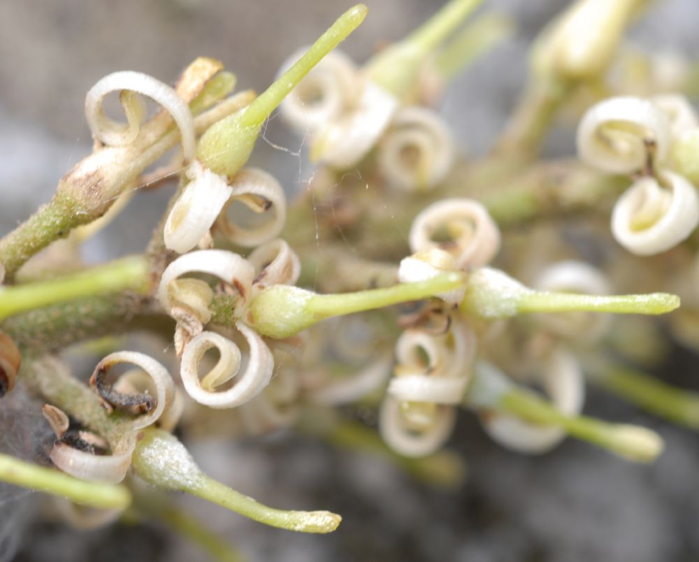 Proteaceae Roupala obovata