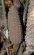 image of Zamia acuminata