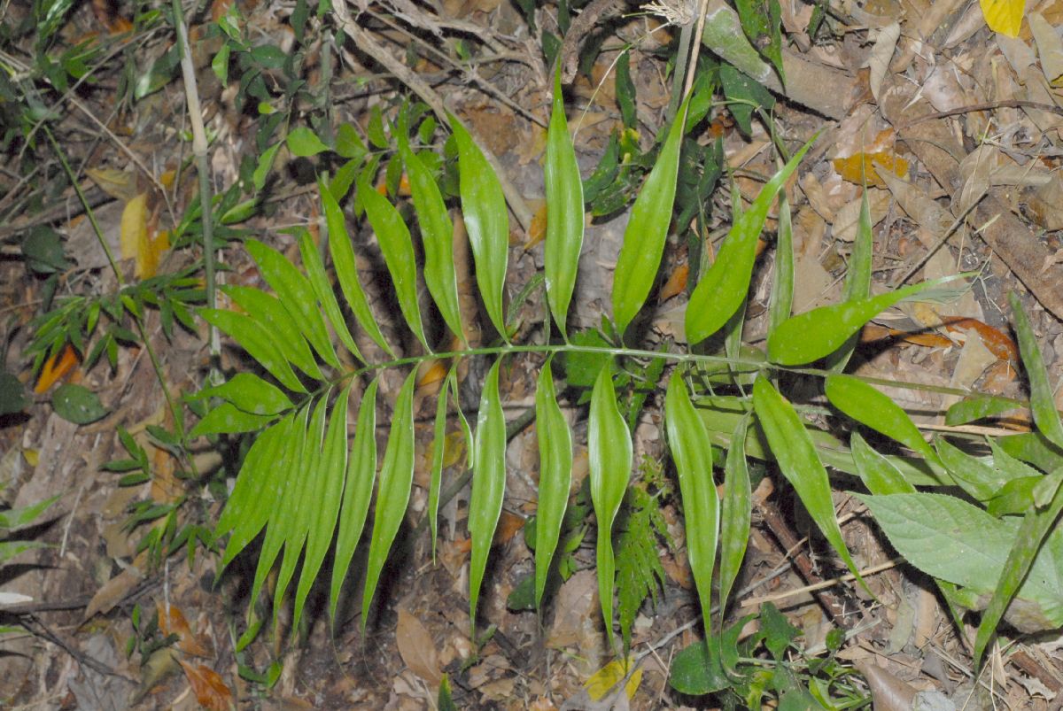 Zamiaceae Zamia acuminata
