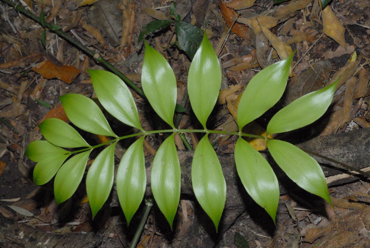 Zamiaceae Zamia acuminata