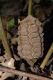 image of Zamia acuminata