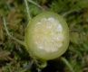 image of Solanum 