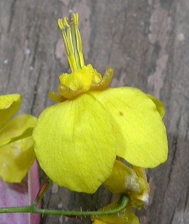 Berberidaceae Epimedium pinnatum