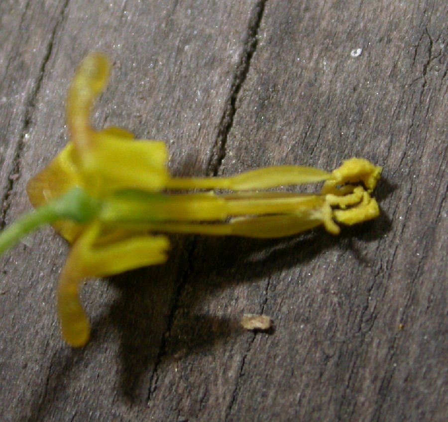 Berberidaceae Epimedium pinnatum
