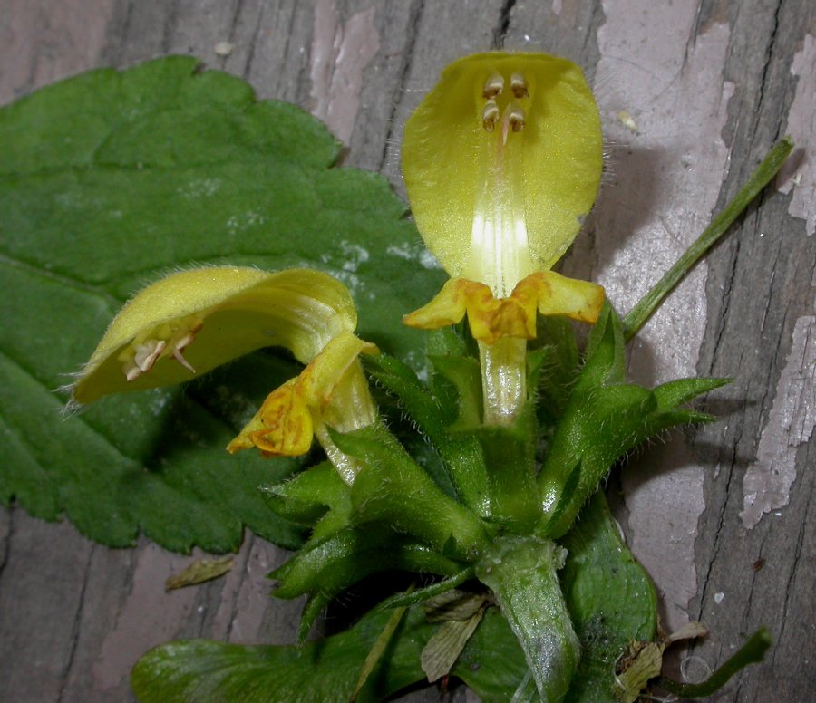 Lamiaceae Lamium galeobdolon