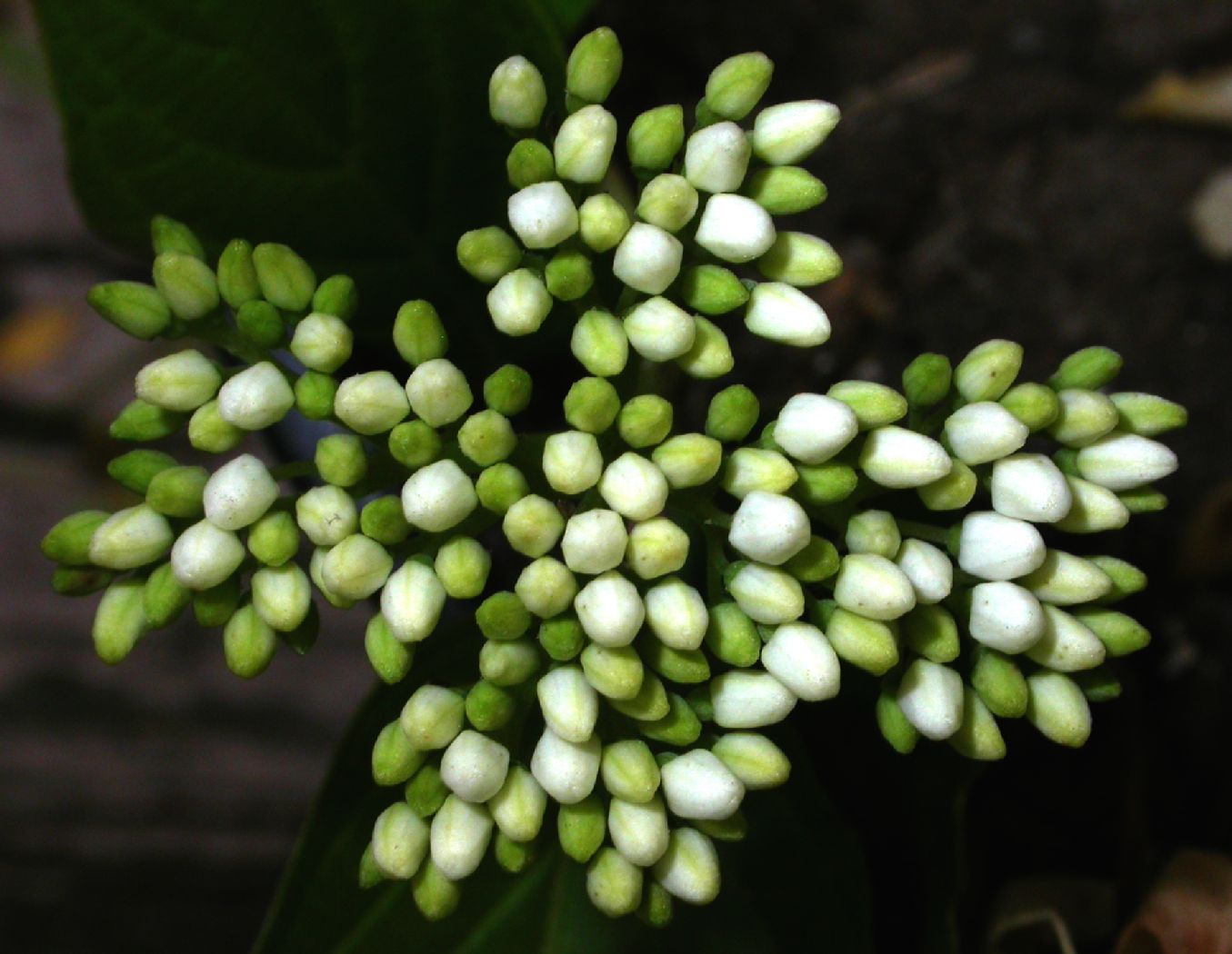 Cornaceae Cornus stolonifera