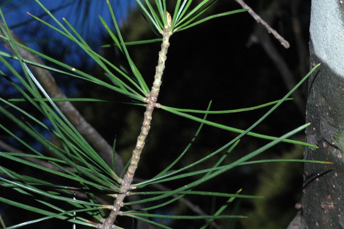 Pinaceae Pinus bungeana