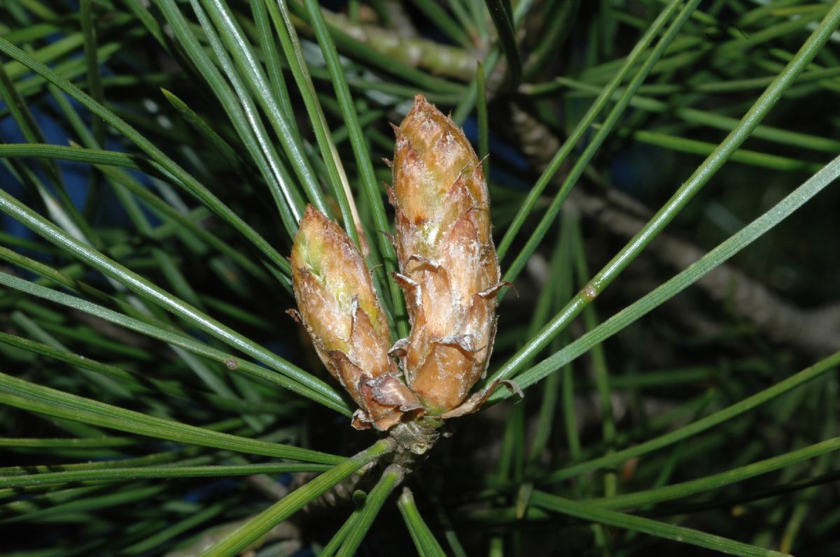 Pinaceae Pinus bungeana
