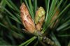 image of Pinus bungeana