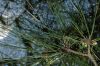 image of Pinus densiflora