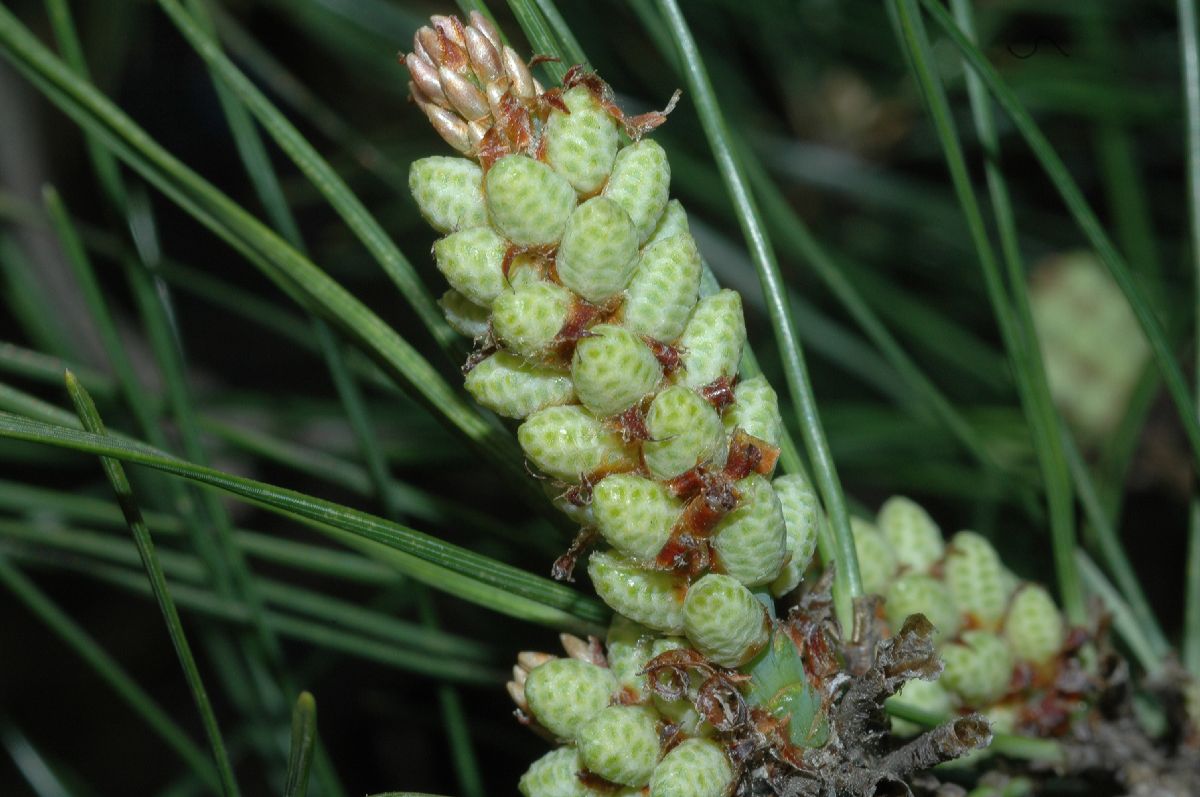 Pinaceae Pinus densiflora